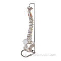 Pelvis ile vertebral sütun